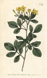 Geurige jasmijn - Zoetste jasmijn, Jasminum odoratissimum