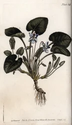 Geurige viooltje. Gekleurde kopergravure, illustratie door Sydenham Edwards voor Conferences of Botanical, Botanical Garden of Lambeth