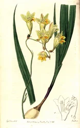 Freesia refracta (Reflex tritonia, Tritonia refracta)