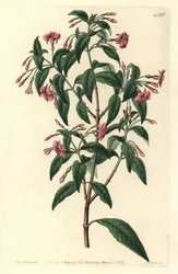 Fuchsia bacillaris