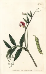 Gesse climene - Spaanse vetchling, Lathyrus clymenum (Geknoopte peul lathyrus, Lathyrus articulatus)