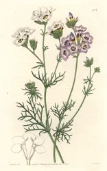 Gilia tricolor, witte en paarse variëteiten, inheems in Californië - uit het Botanical Register