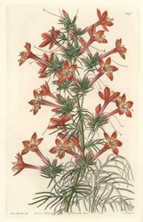 Gilie een coronope blad of Ipomopside elegante