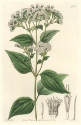 Glandulaire eupatorium, afkomstig uit Mexico - Sterk water door S. Watts naar een illustratie van M. Mart, uit het Botanical Register