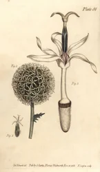 Kogeldistel, Echinops sphaerocephalus, Polygamia segregata, bloem 1, en enkele bloem 2,3. Handgekleurde kopergravure door F. Sansom van een botanische illustratie door Sydenham Edwards voor William Curtis
