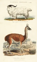 Geit en lama - Langhoornige whidaw geit, Capra aegagrus, en lama, Lama glama (Glama kameel, Camelus lama). Handgekleurde kopergravure naar Sydenham Edwards uit John Mason Good