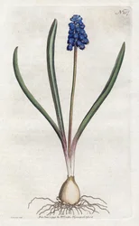 Blauwe druifjes - uit het Botanical Magazine van William Curtis (1746-1799)