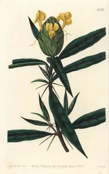 Grasgras tac tac - Hopbloemige barleria, Barleria lupulina. Handgekleurde kopergravure door S. Watts naar een illustratie van Sarah Drake uit Sydenham Edwards