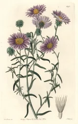 Grijze aster, oorspronkelijk uit Californië