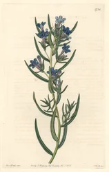 Gremil met rozemarijnbladeren, inheems in Sicilië