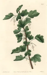 Groseillier, afkomstig uit Noord-Amerika - Sterk water door S. Watts naar een illustratie van Sarah Anne Drake (1803-1857), uit het Botanical Register