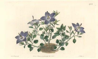 Harigbladige klokjesbloem, inheems in Italië - Sterk water door S. Watts naar een illustratie van Sarah Anne Drake (1803-1857), uit het Botanical Register
