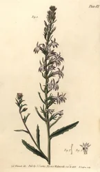 Heide lobelia, Lobelia urens, Polygamia monogamia. Handgekleurde kopergravure door F. Sansom naar een botanische illustratie door Sydenham Edwards voor William Curtis