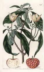 Himalaya kornoelje