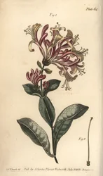 Kamperfoelie, Lonicera caprifolium, Monogynia. Handgekleurde kopergravure door F. Sansom naar een botanische illustratie door Sydenham Edwards voor William Curtis