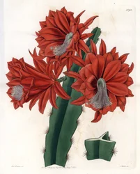 Hybride Disocactus (cactus orchidee) - Plaat gegraveerd door S.Watts, uit een illustratie van Sarah Anne Drake, uit het Botanical Register van Sydenham Edwards, Engeland