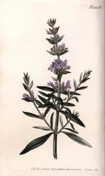 Hysop of officinale hysop. Gekleurde kopergravure, illustratie door Sydenham Edwards (1768-1819) voor Conferenties van Botanische, Botanische Tuin van Lambeth (Engeland)