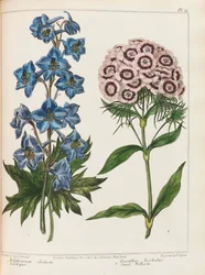 Illustratie uit Praktische Tuinieren door Alexander McDonald