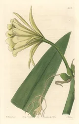 Ismene, Narcis of Narcis van Peru