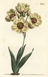 Ixia abbreviata (Crèmekleurige gevlekte ixia, Ixia maculata v. ochroleuca). Handgekleurde kopergravure door F. Sansom Jr. naar een illustratie van Sydenham Edwards uit William Curtis