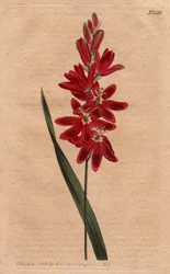 Ixia crimson of stalen bloem, donkere scharlaken kleur. Crimson ixia of spreidbloemige ixia met diep scharlaken bloemen. Ixia patens. Handgekleurde kopergravure uit een botanische illustratie door Sydenham Edwards uit William Curtis