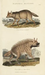 Jakhalsdore en hyena - Gouden jakhals, Canis aureus, en gestreepte hyena, Hyaena hyaena. Handgekleurde kopergravure naar Sydenham Edwards uit John Mason Good