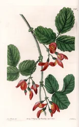 Kennedia macrophylla, plant afkomstig uit Australië, zeldzame bedreigde soort - Plaat gegraveerd door S. Watts, uit een illustratie van Sarah Anne Drake (1803-1857), uit het Botanical Register van Sydenham Edwards (1768-1819), Engeland