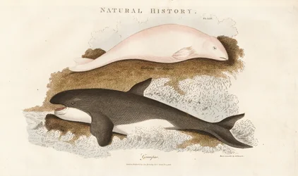 Orka en Beluga