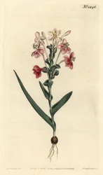 Lapeirousia pyramidalis (Bladspike lapeyrousia, Lapeyrousia fissifolia)