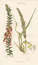Grootbloemige Epacris en Lymegras