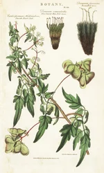 Liane hart van India of erwten de coeur en twee variëteiten van mossen - Ballonplant of glad hartzaad, Cardiospermum halicacabum, dichtbladige varen vorkmos, Dicranum osmundioides, en bruin vorkmos, Dicranum fuscescens. Handgekleurde kopergravure