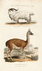 Langhoorngeit en lama