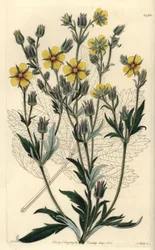 Langbladige cinquefolia varieteit - Potentilla longifolia (Viscid cinquefoil, Potentilla viscosa)