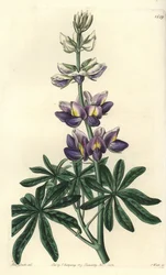 Lupine - Veranderlijke lupinus, Lupinus mutabilis