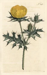 Mexicaanse Argemone, uit het Botanical Magazine