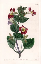 Mimule variëteit, genaamd aapbloem of muskusbloem