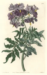 Solanum, inheems in Chili