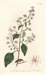 Muggenbloem of Mexicaanse lopezia, uit het Botanical Magazine