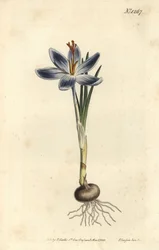 Bergkrokus, Crocus serotinus. Handgekleurde kopergravure door F. Sansom Jr. naar een illustratie door Sydenham Edwards uit William Curtis