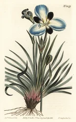 Rouwbloemige aristea, Aristea lugens (Aristea melaleuca). Handgekleurde kopergravure door F. Sansom Jr. naar een illustratie van Sydenham Edwards uit William Curtis