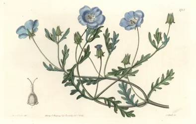 Namophile maculee, oorspronkelijk uit Californië - Sterk water door S. Watts naar een illustratie van Sarah Anne Drake (1803-1857), uit het Botanical Register