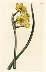 Narcis een boeket - Trosbloemige narcis, Narcissus tazetta subsp. aureus (Narcis-geurende narcis, Narcissus bifrons)