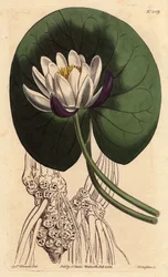 Waterlelie met grote witte bloem voor zijn ronde blad, Nymphaea nitida - uit een botanische illustratie door Sydenham Edwards