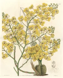 Orchidee (Oncidium ampliatum), met gele bloemen, afkomstig uit Nieuw-Zeeland - Water forte door S. Watts uit een illustratie van Sarah Anne Drake (1803-1857), uit het Botanical Register