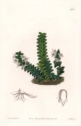 Orchidee: Angraecum variëteit, inheems in Equatoriaal Afrika