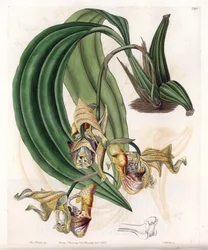 Orchidee: Coryanthes variëteit met gevlekte bloemen