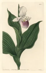 Orchidee, Koninklijke Cypripede, uit het Botanical Register