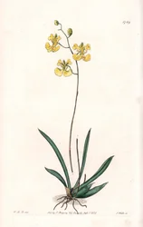 Tolumnia guianensis