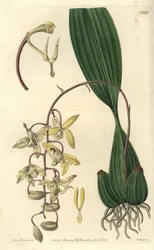 Orchidee variëteit Cirrhaea - Loddiges