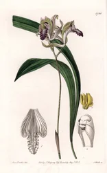 Orchidee: variëteit van Bletia uit Amerika